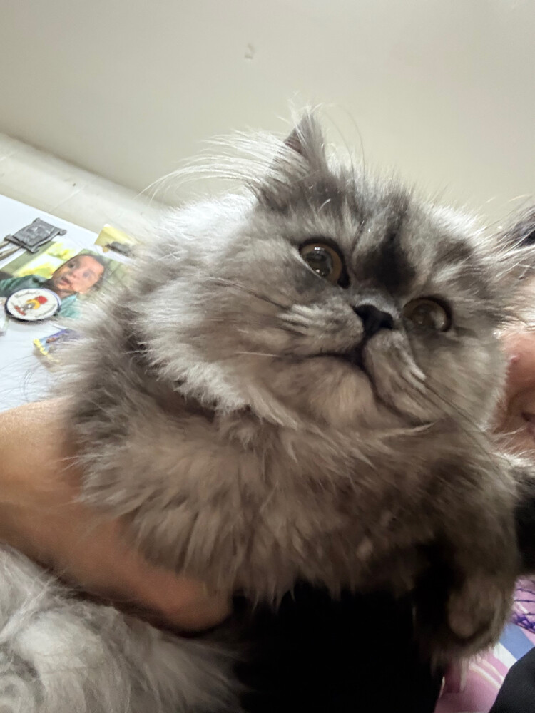 Persian cat for sale  - 1