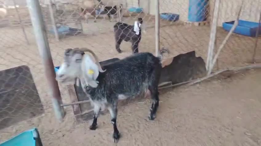 البيع عنز عرضيه طيبه - 1