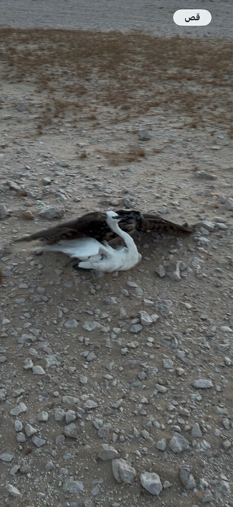 فرخ جير حر - 1
