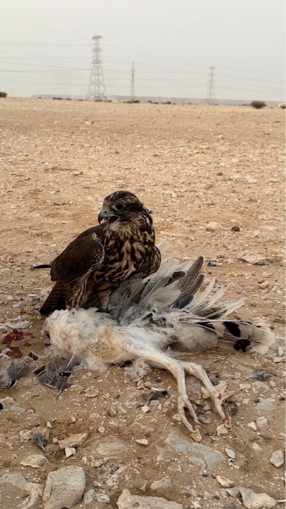 فرخ جير حر - 4