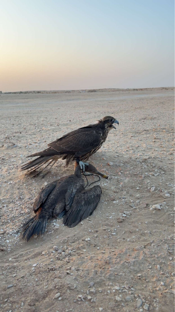 فرخ جير حر - 3