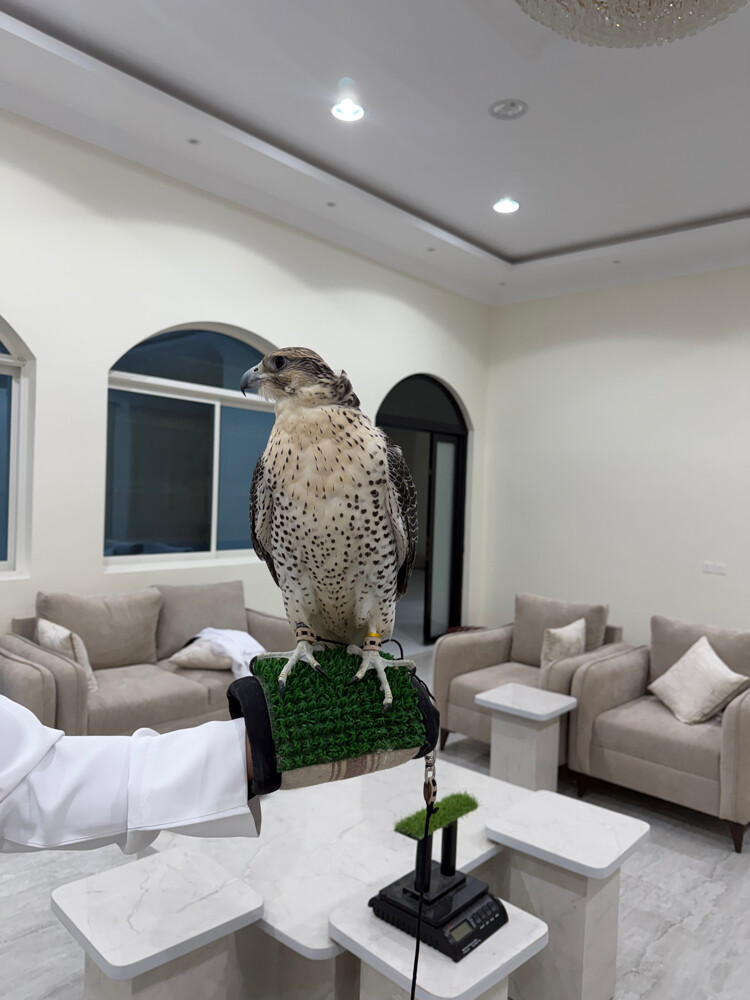 للبيع جير شاهين - 3