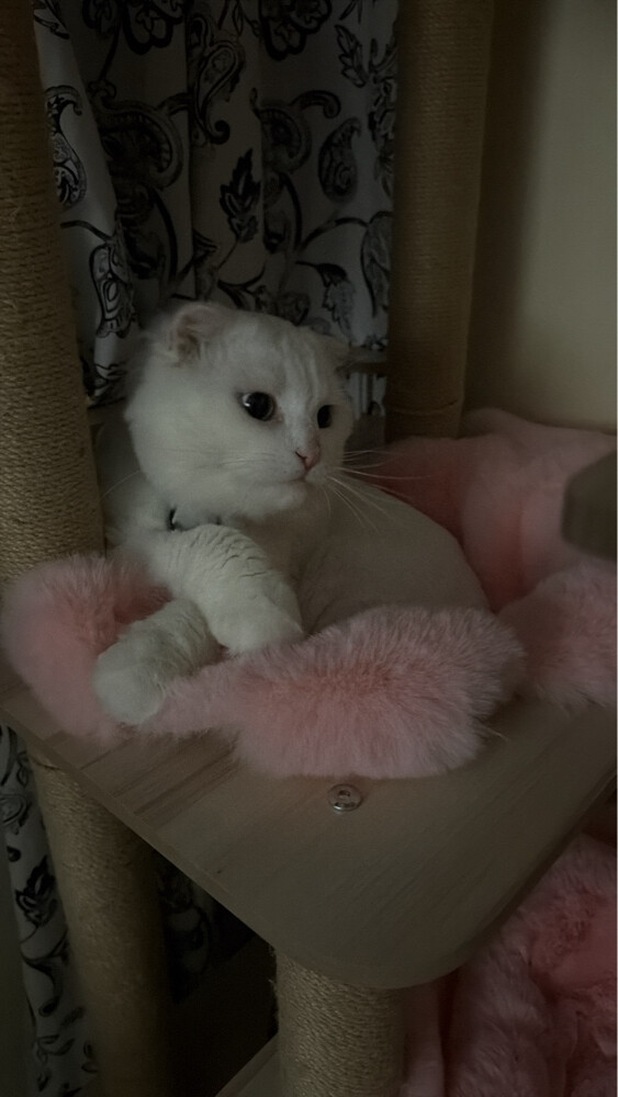 yoki a cat for adoption  - 1