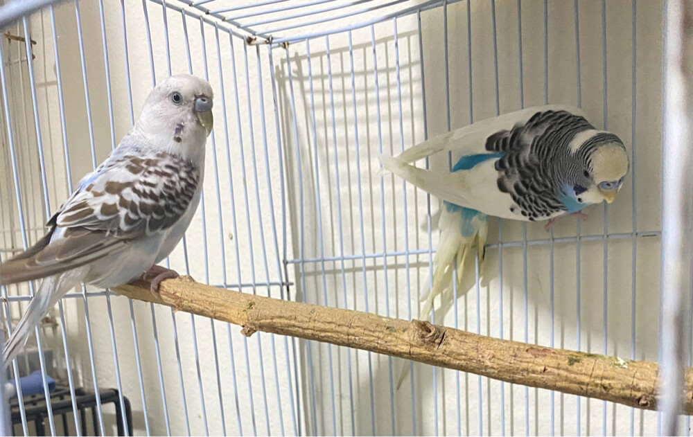 bird pair for sale  =Qr120 - 1