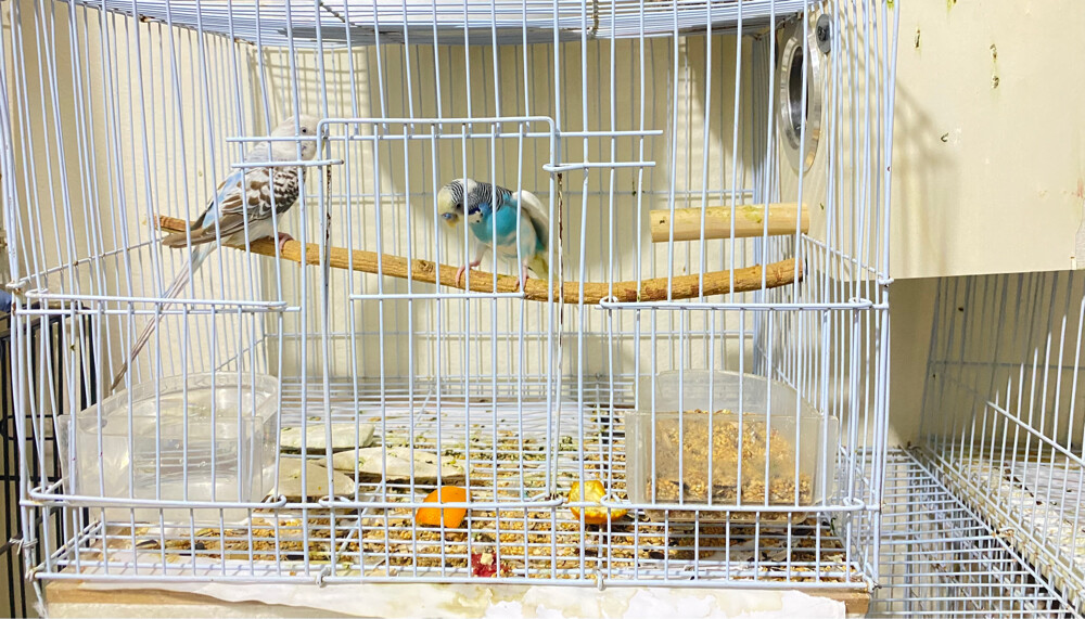 bird pair for sale  =Qr120 - 2