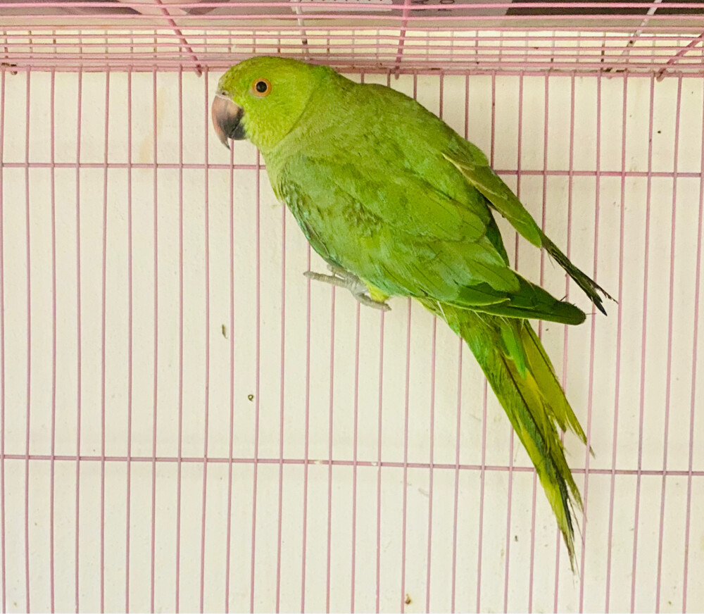 Green parrot for sale =Qr150 - 1