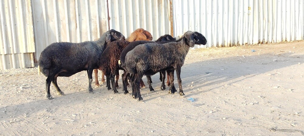 للبيع شويهات عرب طيبه - 8