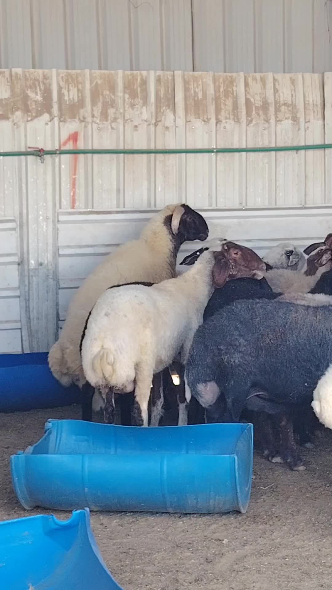 للبيع خروف فحل سوري طيبه - 1