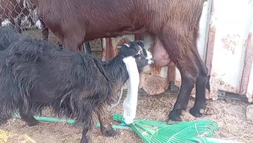 للبيع تيس دغور يرضع حليب - 1