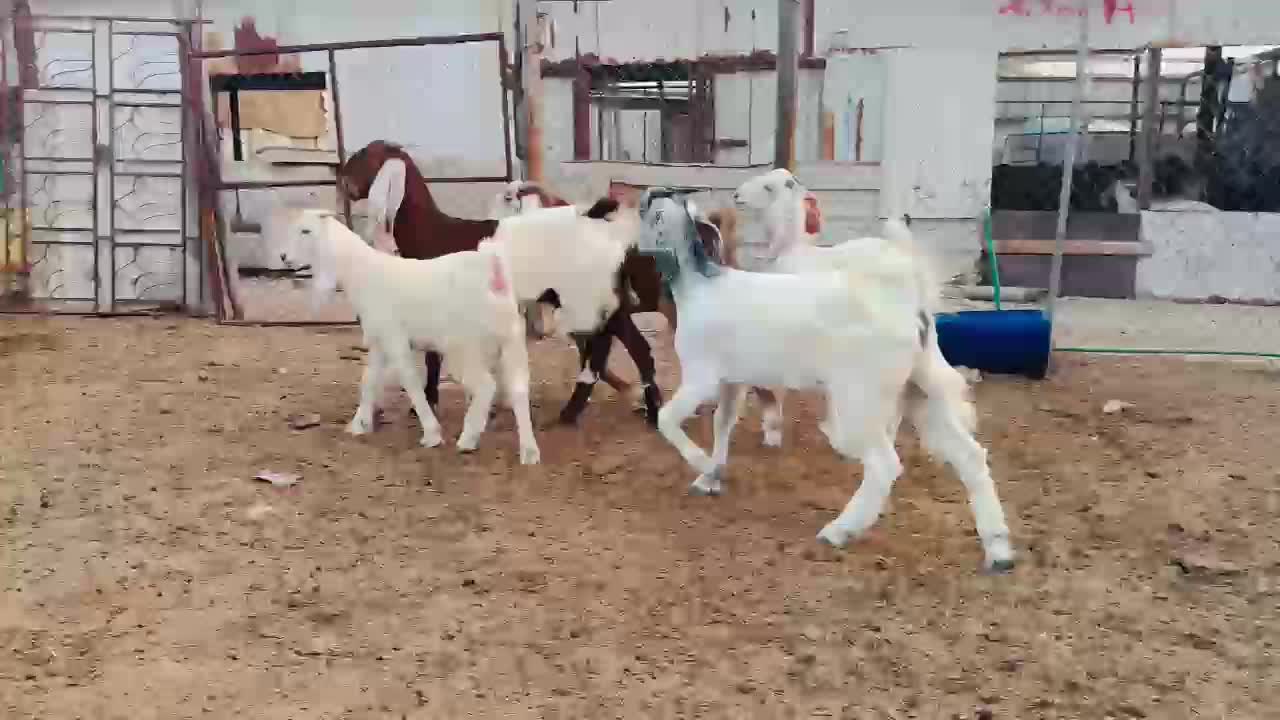 البيع جمد مشريك جداع درجه اوله - 1