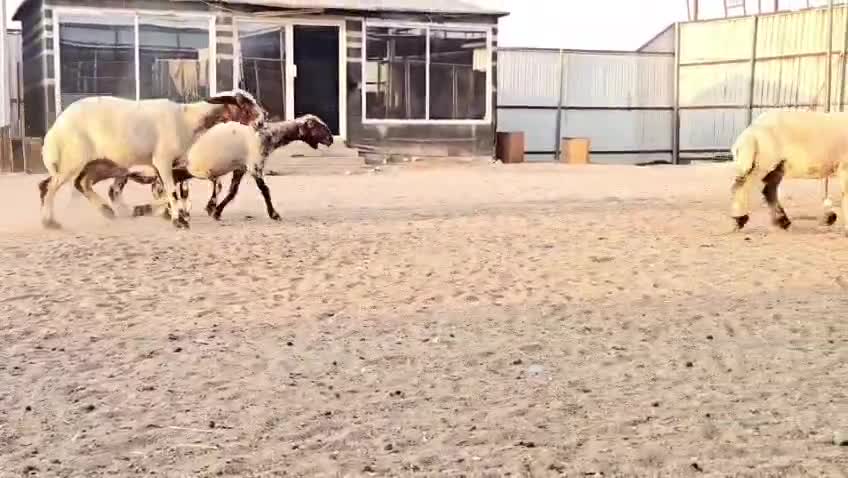 للبيع شوهات سوريه دفيع سونار - 1