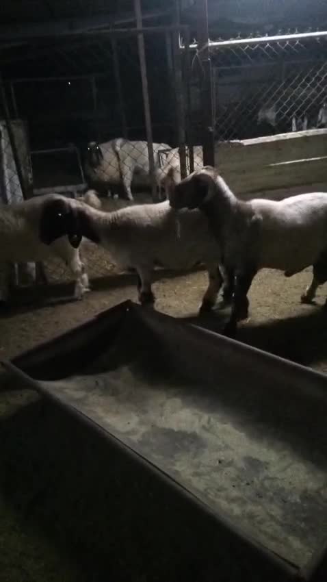 البيع فحل سوري حار في القريع - 1
