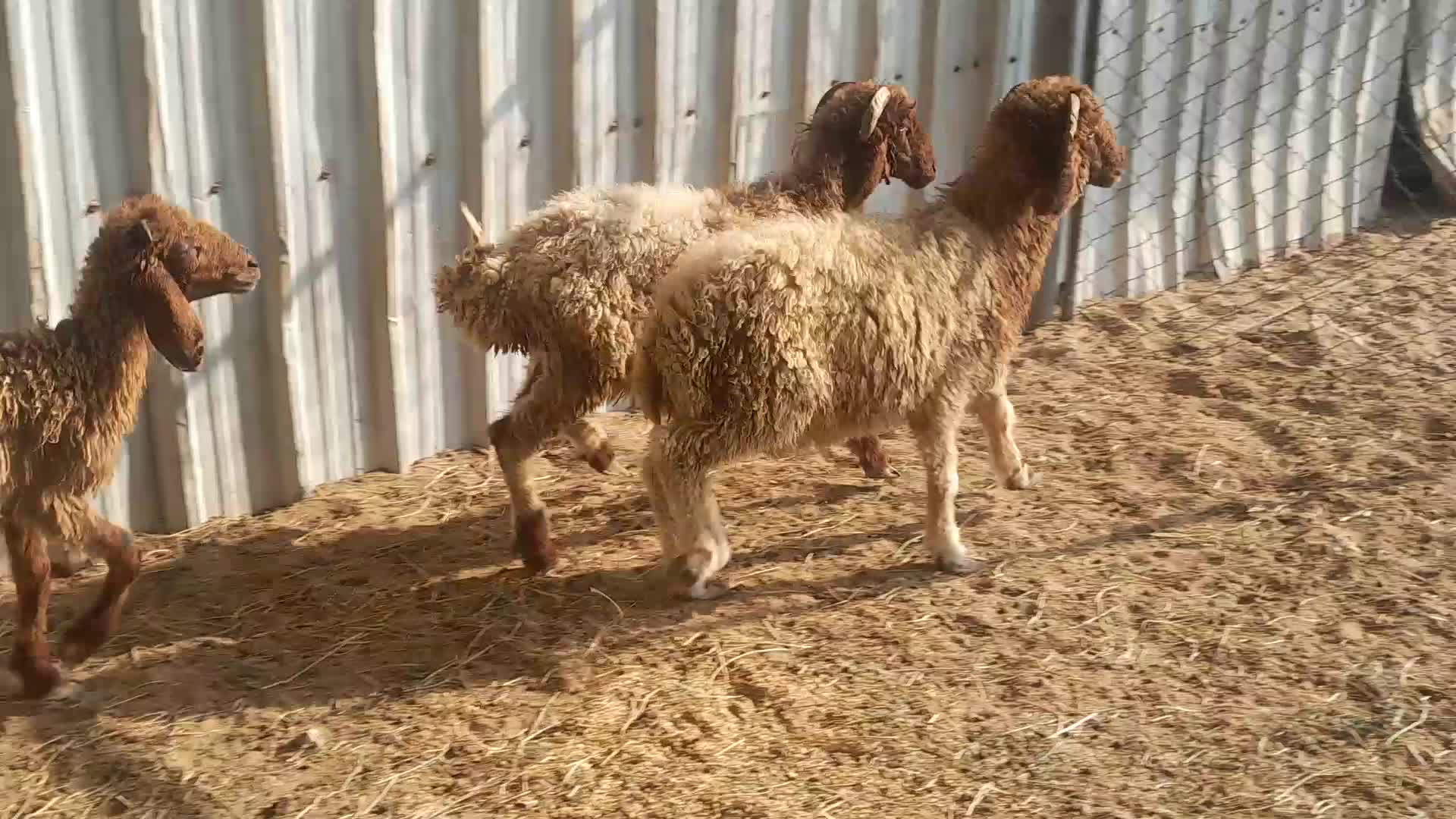 للبيع طليان تربية طيبه - 1