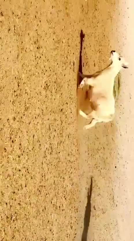 عنز قزم أمريكي بيور طيبه - 3