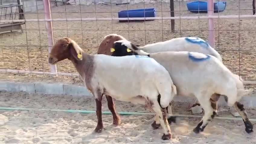 للبيع شويهات سوريه دفيع شرط - 1