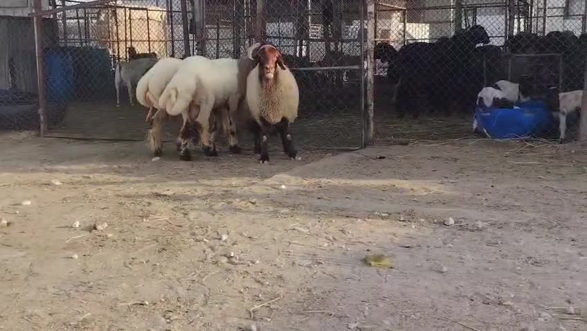 خرفان مشاريع فحوله له محاولات نسف - 1