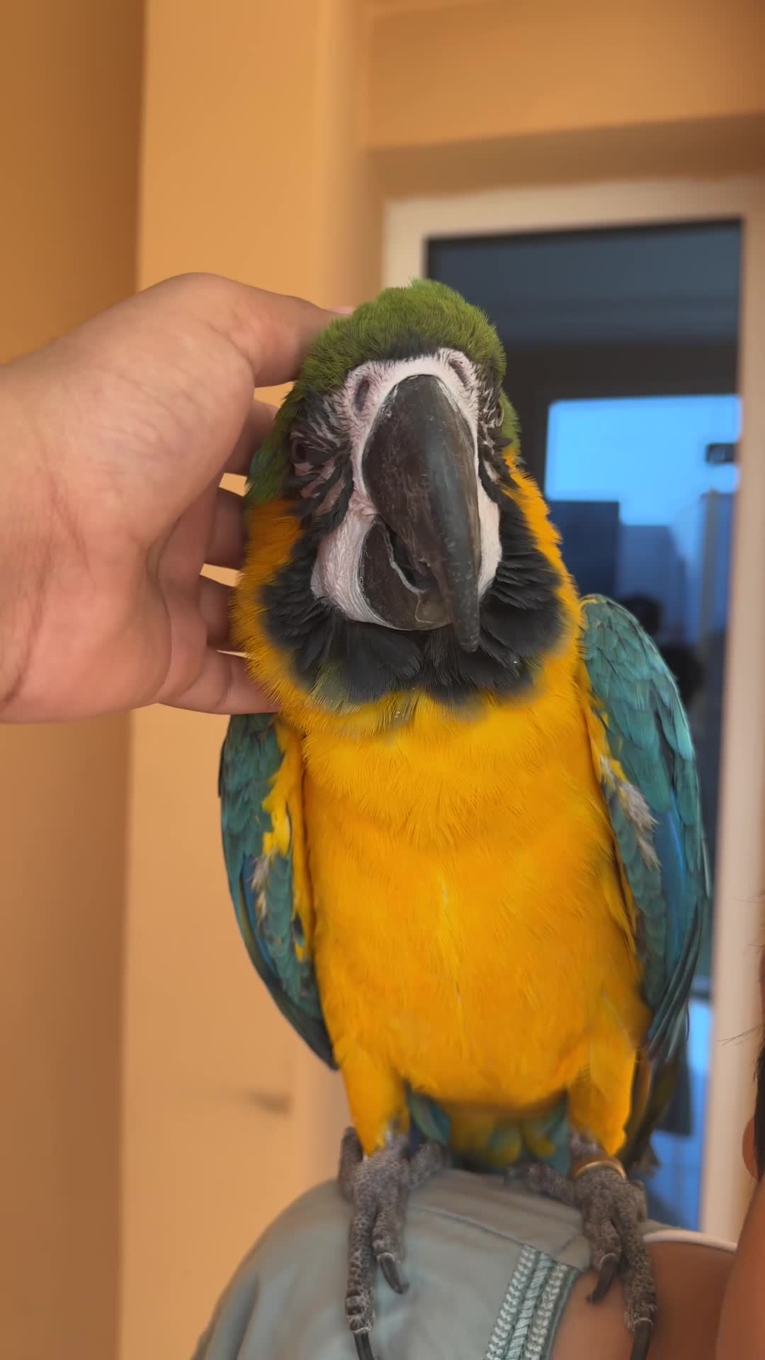Blue and gold macaw  - 3