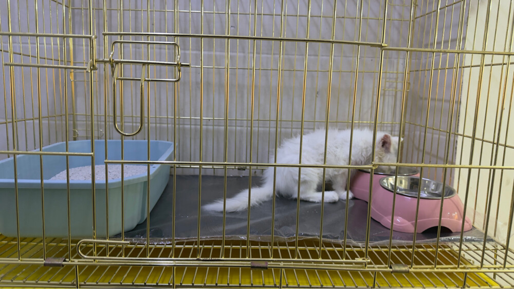 white Scottish cat due to travel  - 4