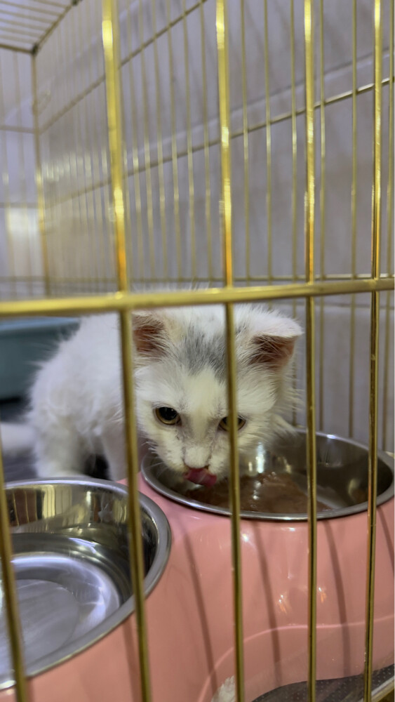 white Scottish cat due to travel  - 3