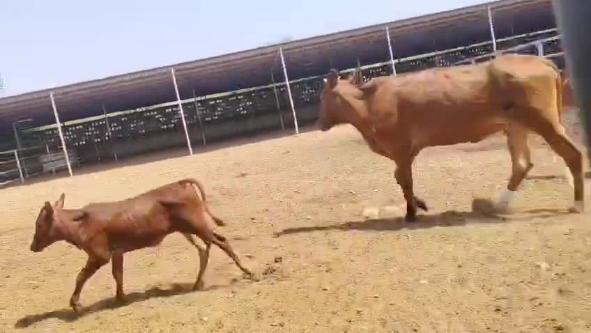 للبيع بقره طيبه - 1