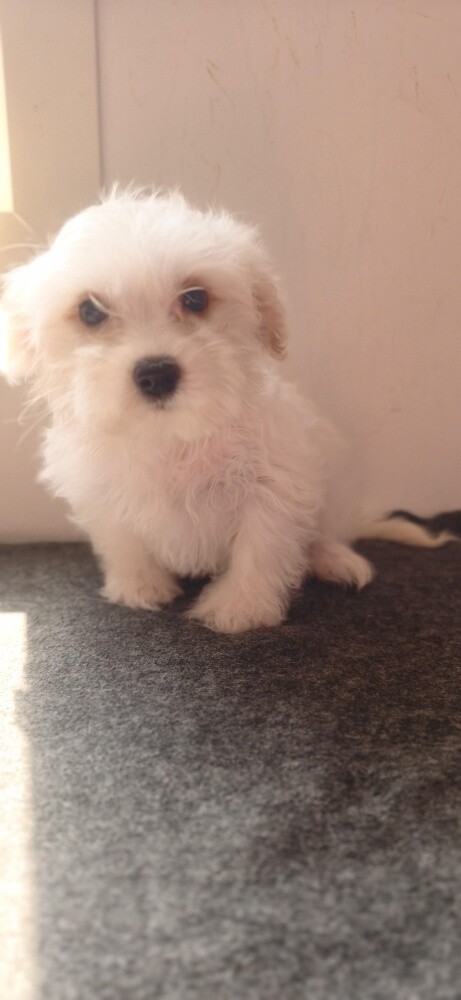 Maltese Puppies - 2