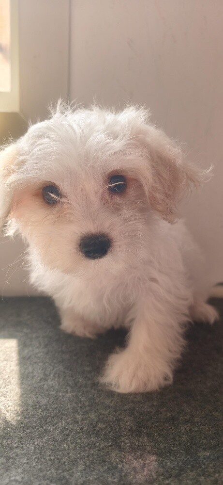 Maltese Puppies - 4