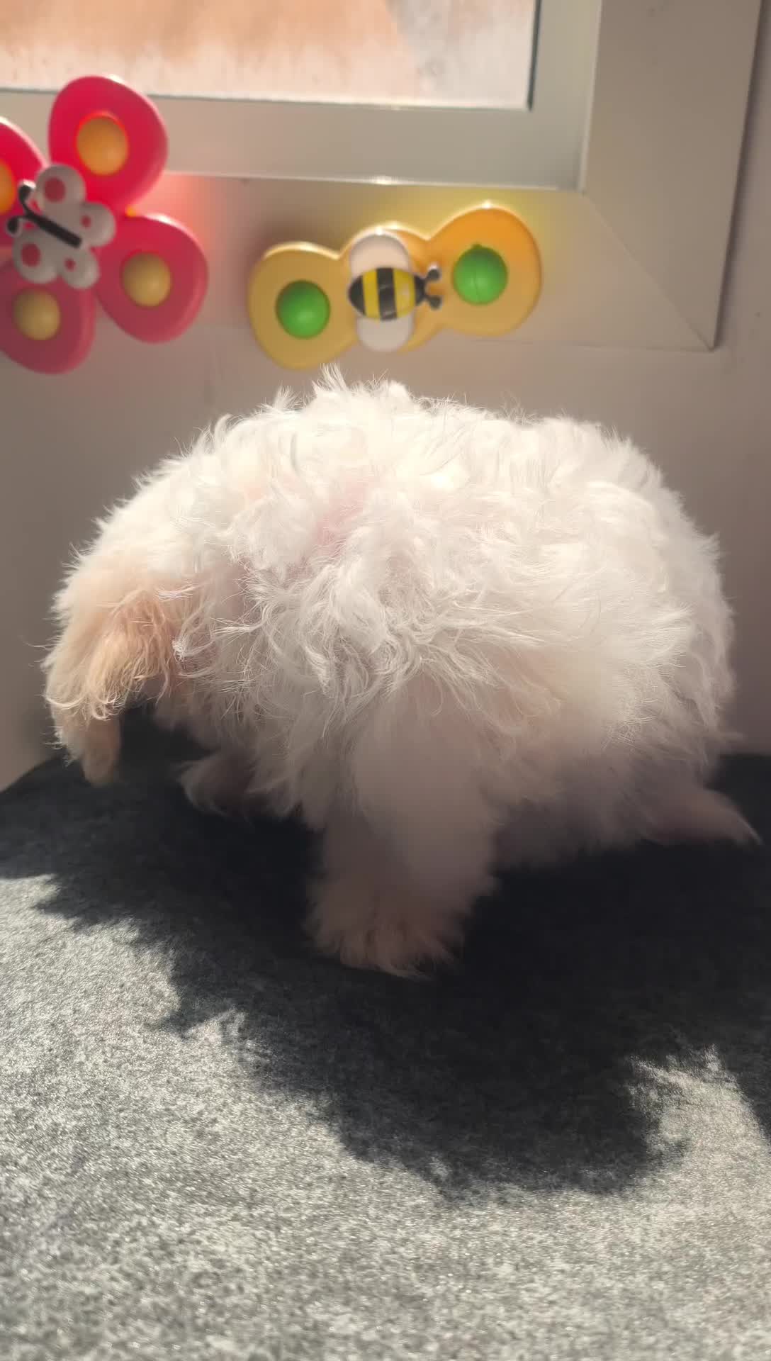 Maltese Puppies - 7
