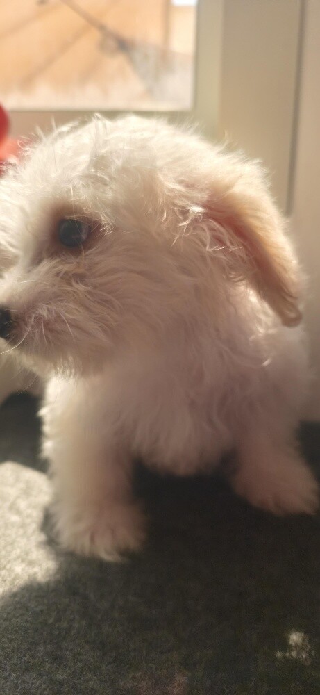 Maltese Puppies - 6