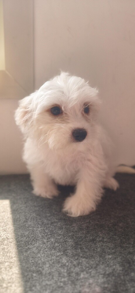 Maltese Puppies - 5