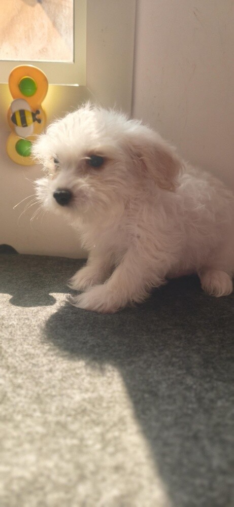 Maltese Puppies - 3