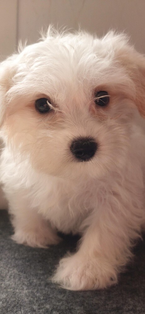 Maltese Puppies - 1