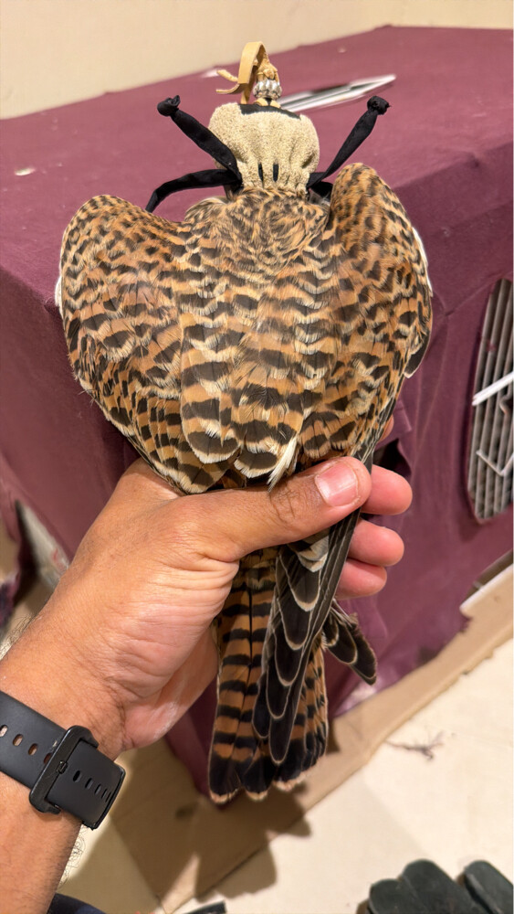 شراييص - 1
