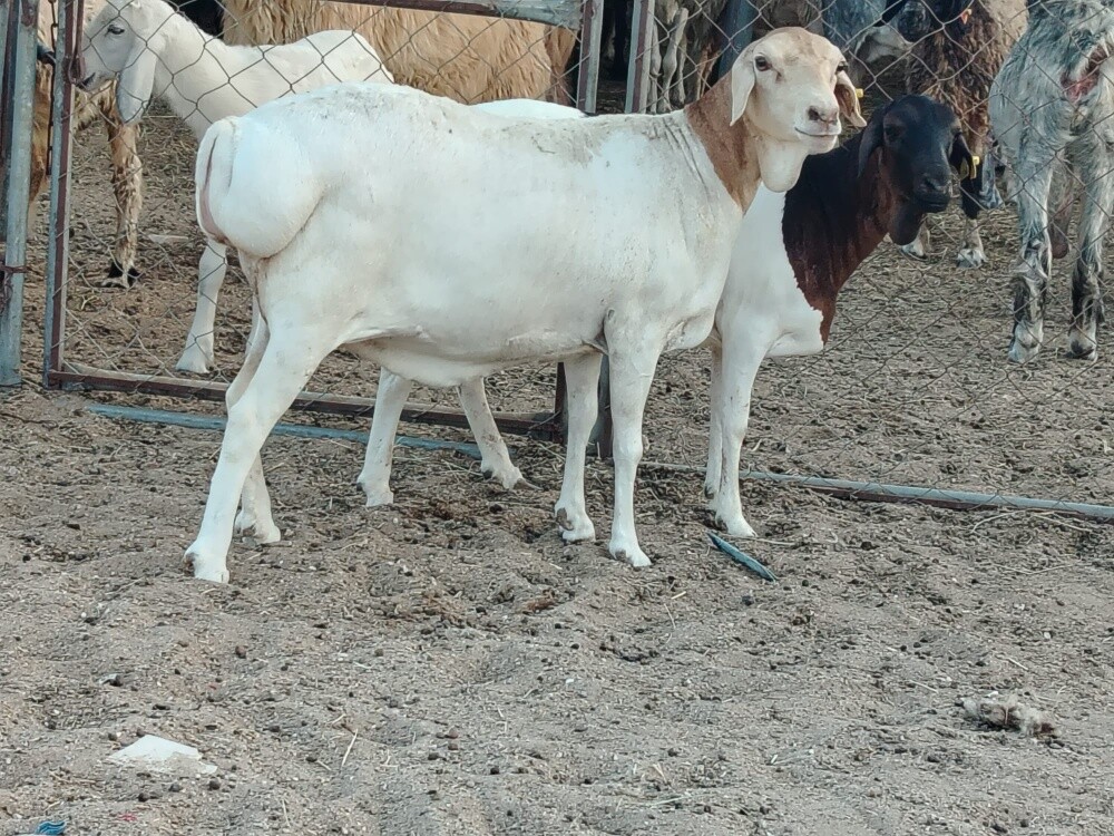 للبيع بربر بيرشن طيبه - 3
