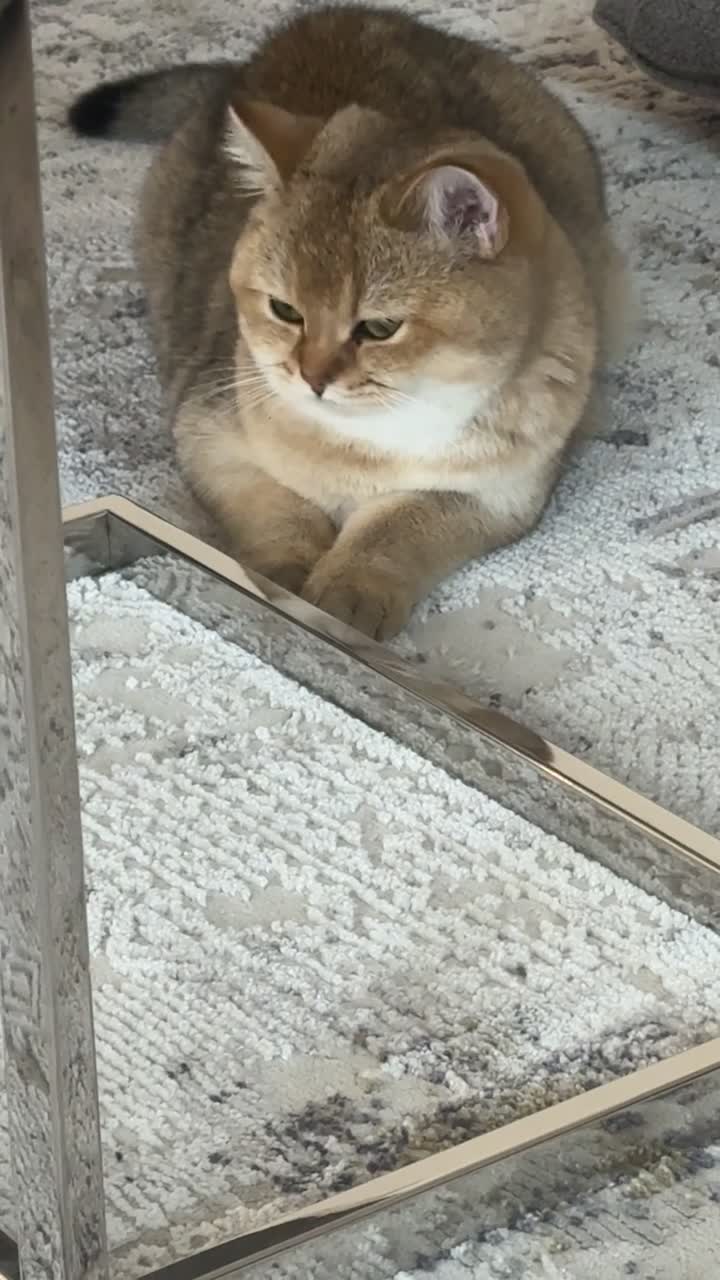 cat - 2