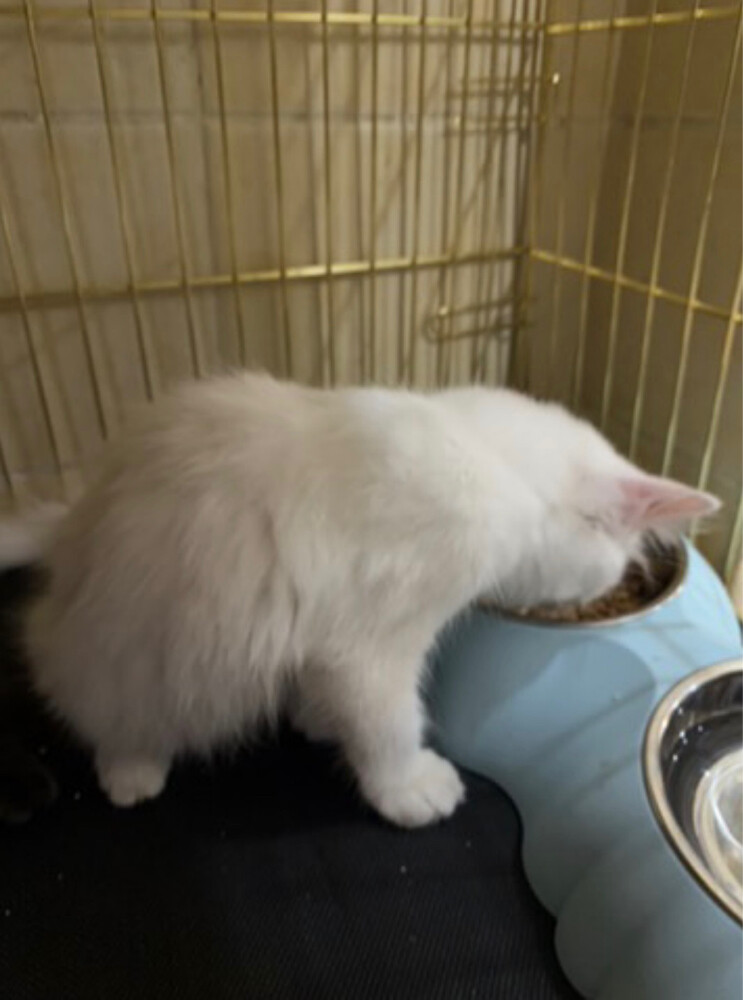 sherazi Russian cat due to travel  - 4