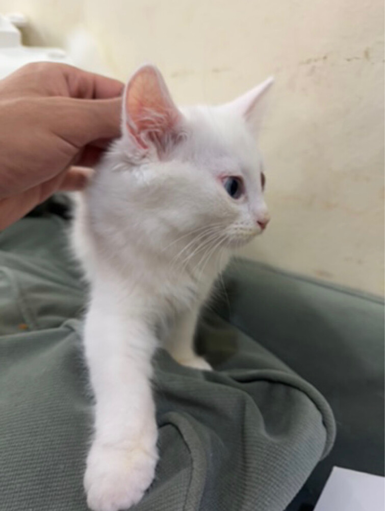 sherazi Russian cat due to travel  - 5