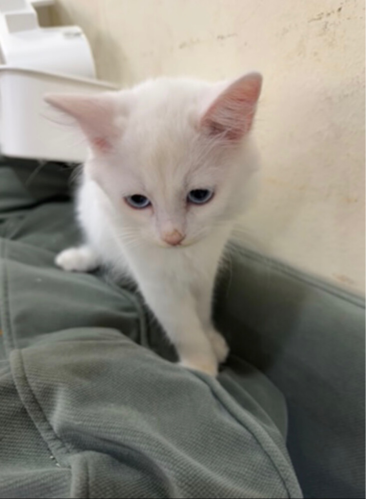 sherazi Russian cat due to travel  - 6