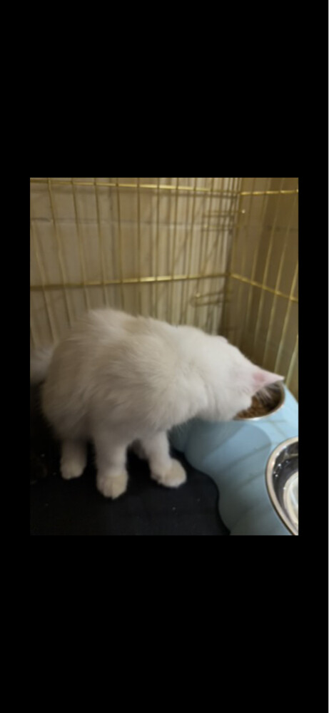 sherazi Russian cat due to travel  - 3