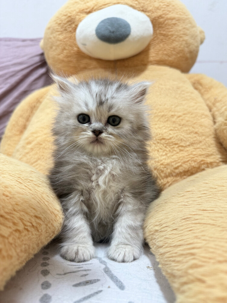 Scottish and british kittens - 9