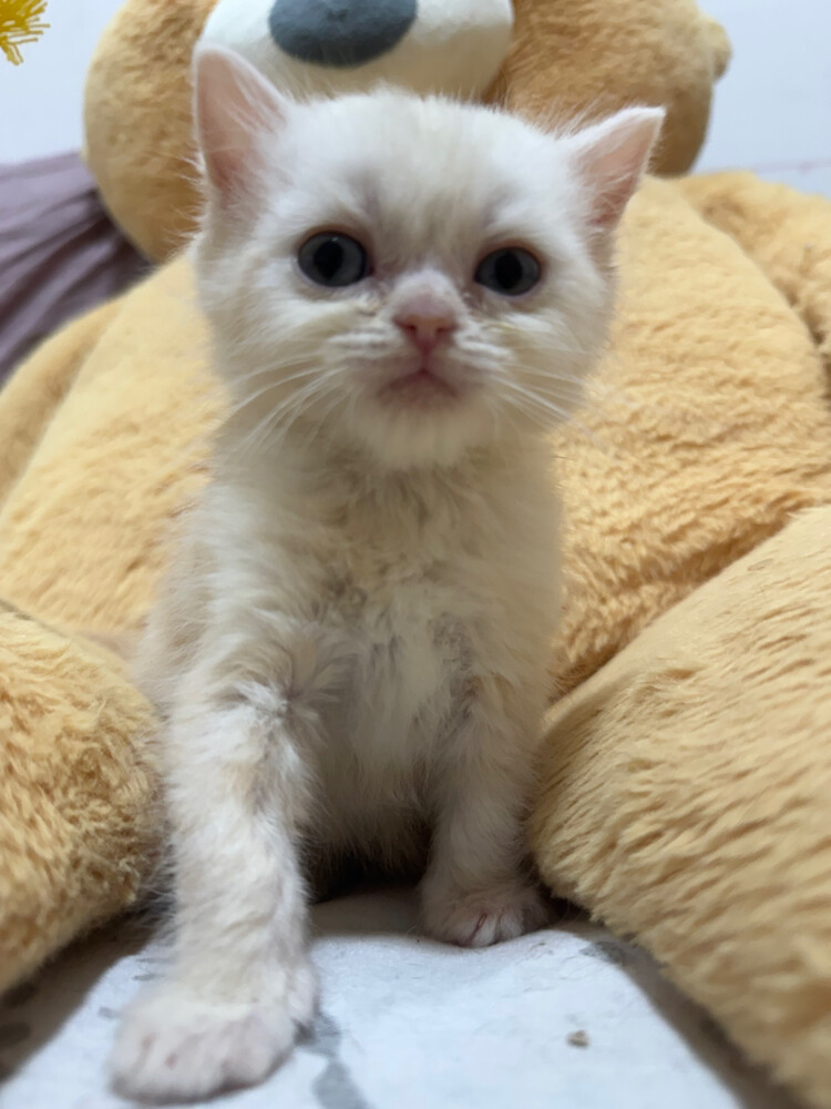 Scottish and british kittens - 6