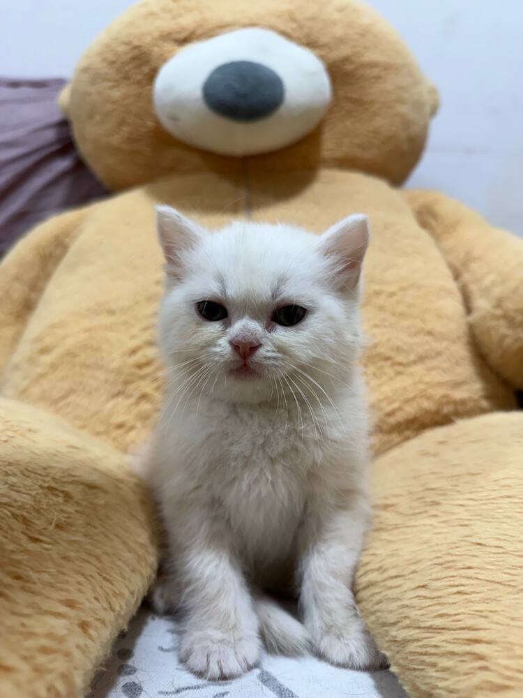 Scottish and british kittens - 7