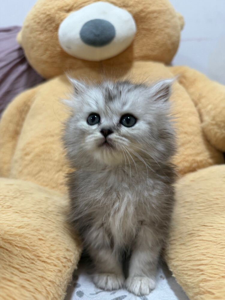 Scottish and british kittens - 8