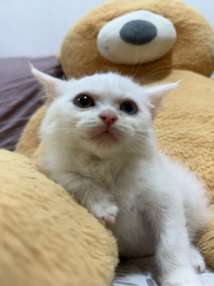 Scottish and british kittens - 2