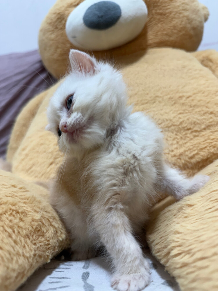 Scottish and british kittens - 4
