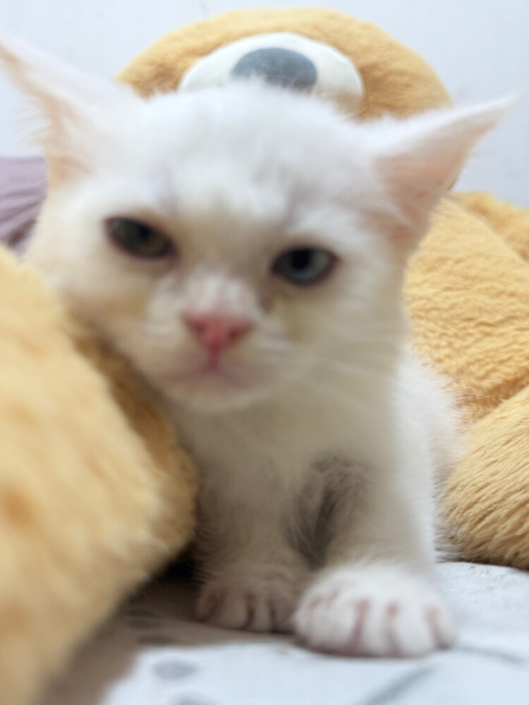 Scottish and british kittens - 5
