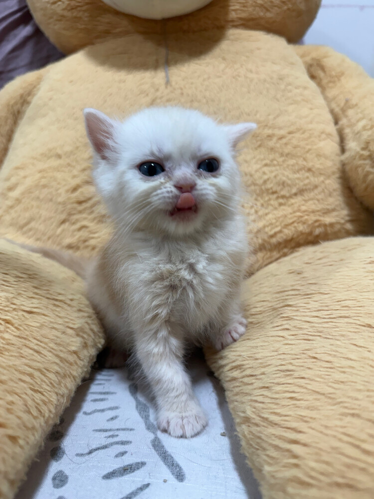 Scottish and british kittens - 3