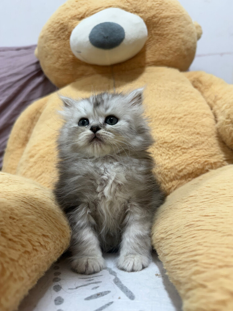 Scottish and british kittens - 10