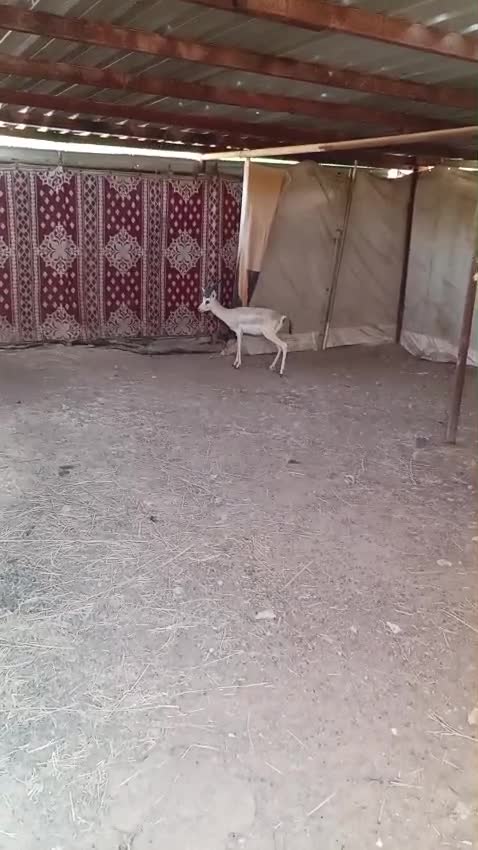 اثنين غزلان ذكورريم اصليه - 2