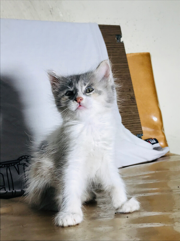 Scottish tabby - 1