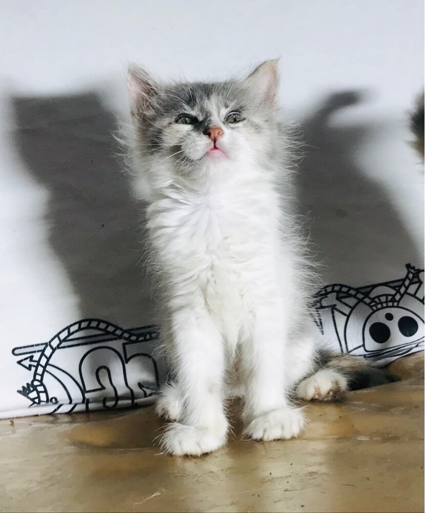Scottish tabby - 4